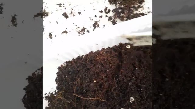 Улитки откладывают яйца. Теперь, что мы делаем с их яйцами смотреть онлайн