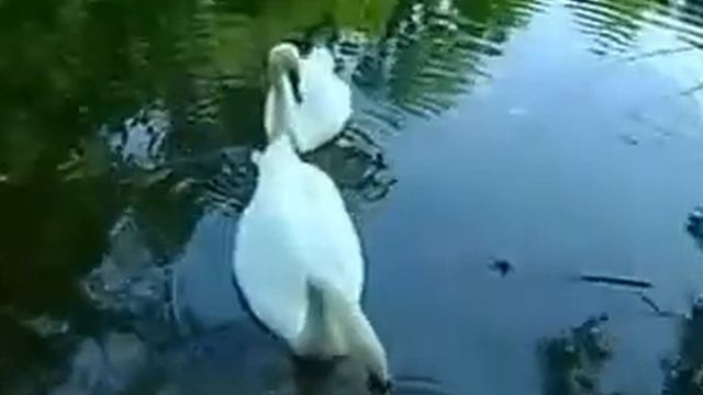 Nature , Swans , Music, Swan Story.релакс,лебеди, музыка ,звуки природы