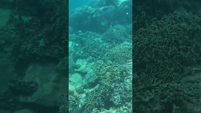 ТЕСТ IPHONE 11 !!! СЪЁМКА ПОД ВОДОЙ!!! СНОРКЛИНГ 2019 ВЬЕТНАМ!!! смотреть онлайн