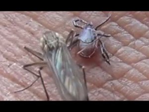 Энцефалитный КЛЕЩ всегда ползет ВВЕРХ. Смотреть Рыбалку полностью ссылка в описании и комментариях