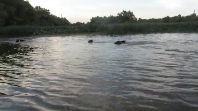 Коровы форсируют приток Волги смотреть онлайн