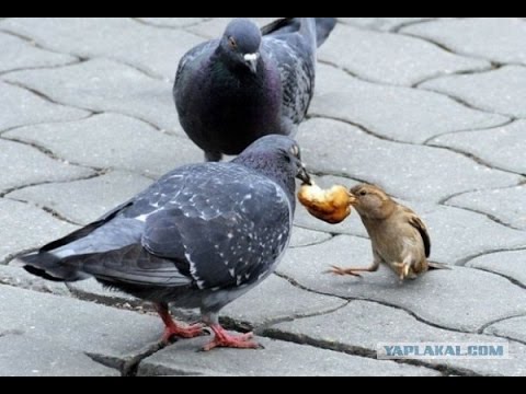 Мир не без добрых людей! Накормим голодных!.mp4 смотреть онлайн