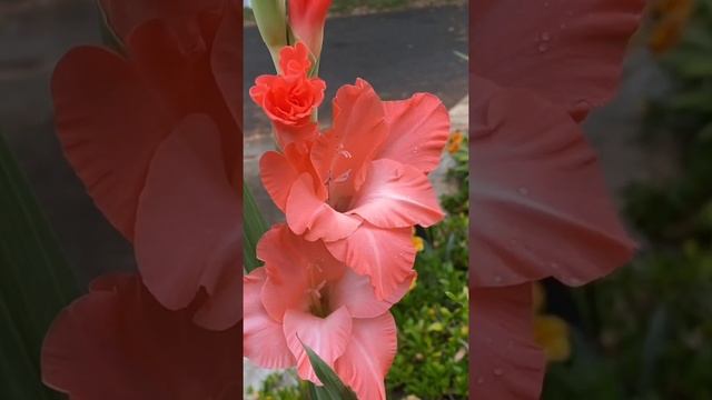 PINK GLADIOLUS смотреть онлайн