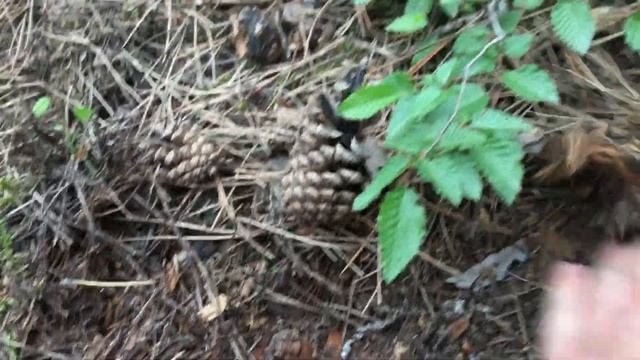 Reality Show-Truffles!Реалити Шоу-Трюфели!Huge Tuber Aestivum-Black Summer Truffles!Огромные Трюфел смотреть онлайн