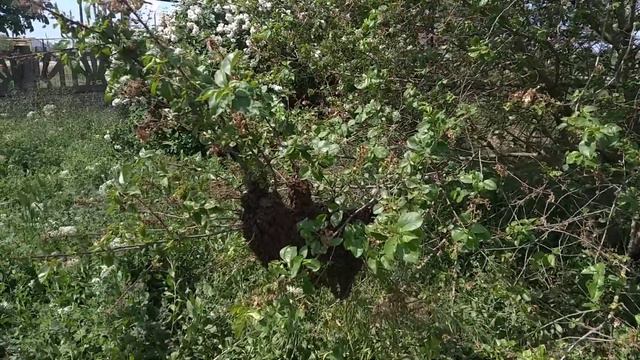 Вышел очередной рой и задал нам не простую задачу.Теперь думаю как поступить 🤔