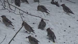 Свиристель.