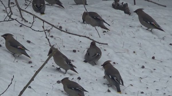 Свиристель.