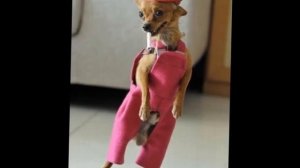 Собачий вальс