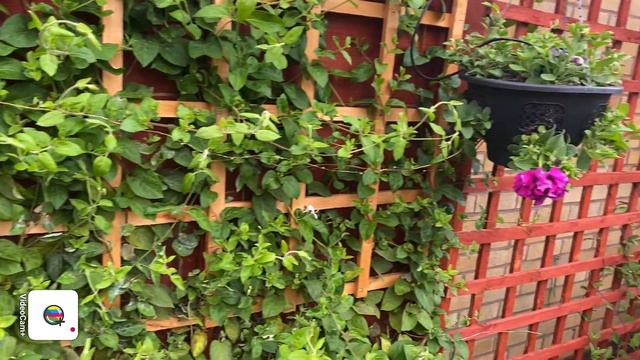 LATE MAY UPDATE FROM THE BACK GARDEN SHOWING THE TOMATOES AND HANGING BASKETS AND MORE