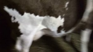 Как правильно запустить корову.