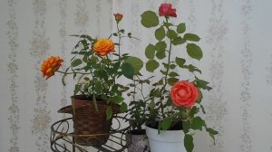 Уход за комнатной розой зимой: видео