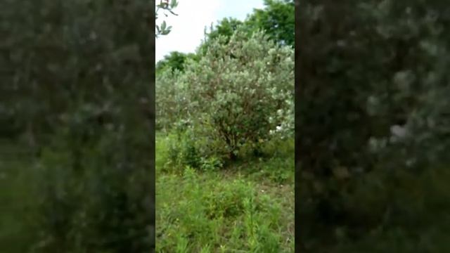 Фейхоа, цветение #shorts #цветениефейхоа #фейхоавсаду смотреть онлайн