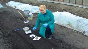 Посев семян свеклы. Когда сажать свеклу в открытый грунт.