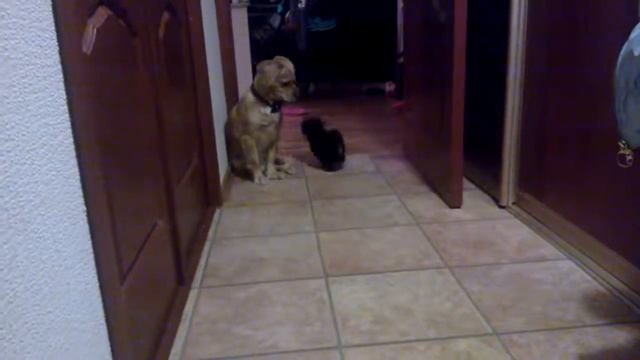 Спаниель и Йорк