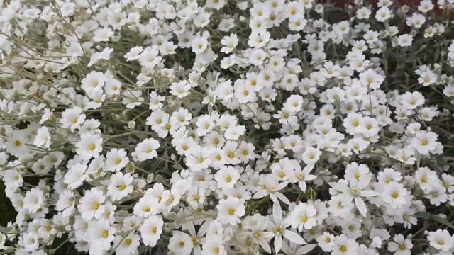 Ясколка Биберштейна