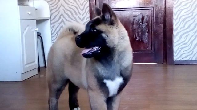 Американская Акита смотреть онлайн