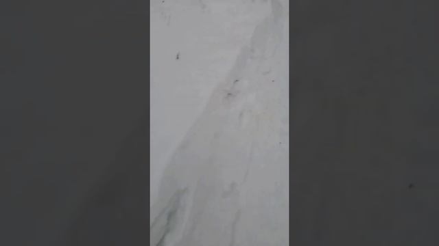 Зима. Дача. Бэт. И море Позитива 😁