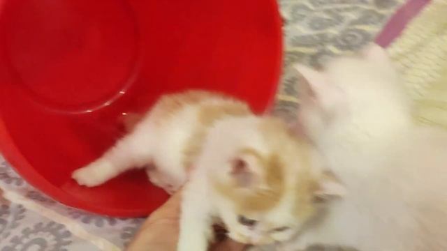 Дымка,Белянка,Персик, Котофей смотреть онлайн