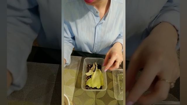 Улитки Ахатины. Уход за двухнедельными улитятами смотреть онлайн