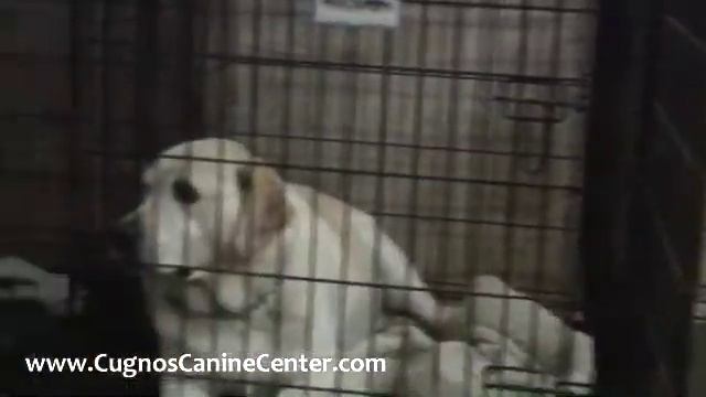 How to Calm an Anxious Dog Afraid of Thunder смотреть онлайн