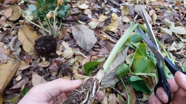 Am Gasit Kalanchoe Si Calla (Erau Aruncate)