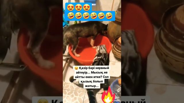 Нервная кошка 🤣. #shortvideo #рекомендации #приколы #животныймир #кошки смотреть онлайн