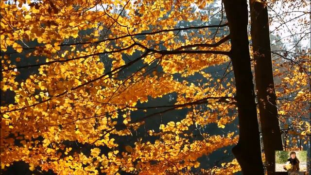 Мелодия Сергея Чекалина ~ Видео Yuliya Radova/Autumn смотреть онлайн