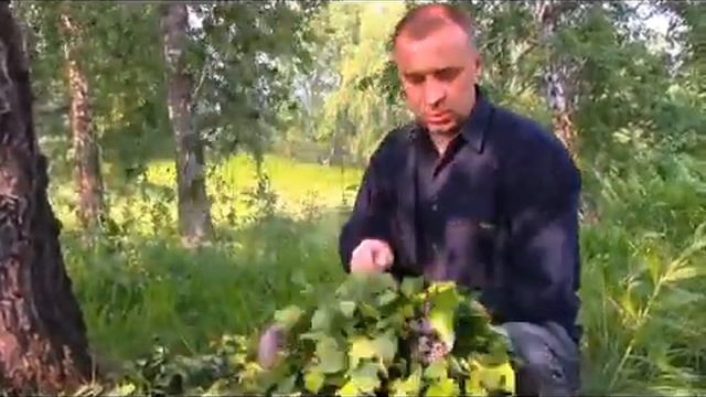 Как вязать березовые веники для бани (how to make a Bath broom for a Russian bath) смотреть онлайн