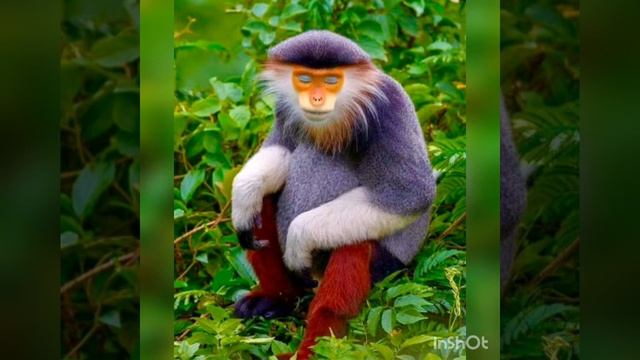 INVOCATION "AMON RA" смотреть онлайн