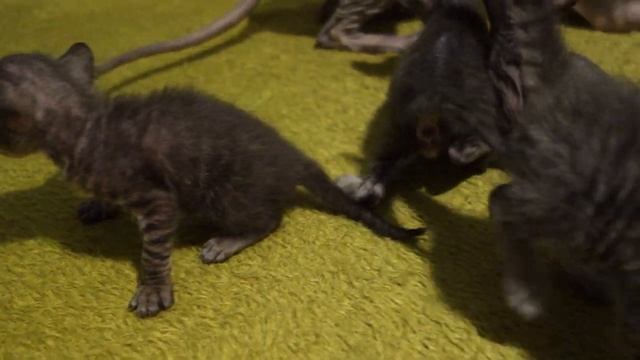 Котятам донского сфинкса три недели смотреть онлайн