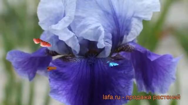 Ирис бородатый Блашес (iris) ? бородатый ирис Блашес обзор: как сажать, саженцы ириса Блашес смотреть онлайн