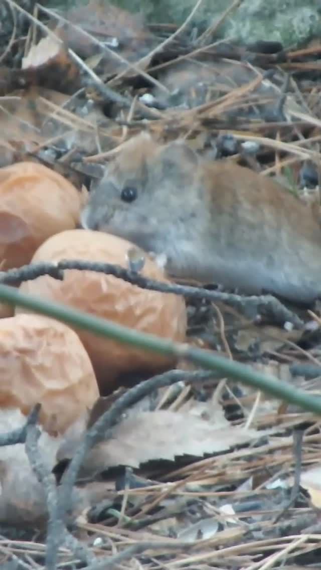 #shorts Мышь полевая под яблоней