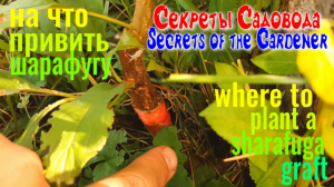 На Что Привить ШАРАФУГУ? Всё о Прививках Плодовых! Video 5. Отчет о прививках. Секреты Садовода.