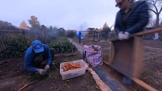 Дачники. Свекольно-морковная лихорадка #4k #insta360 #осень #астана #дача #огород смотреть онлайн