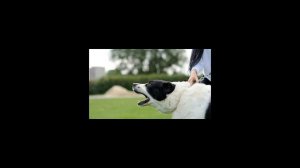 Как отучить собаку лаять на людей?