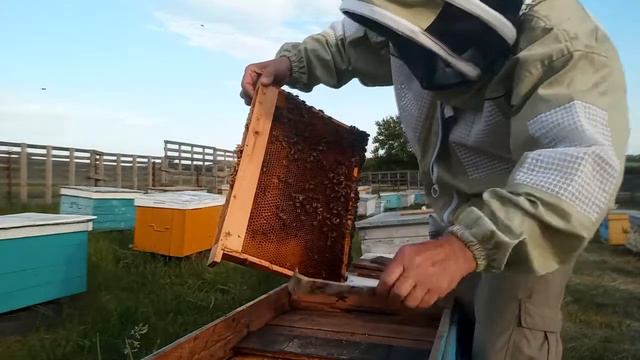 Подсаживаю плодную матку в безматочную семью. смотреть онлайн