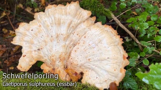 Pilze im August | 20.08.2022 | Auwaldrunde | Gibt es aktuell Schwefelporlinge im Auwald? смотреть онлайн