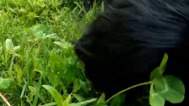 русский спаниель Шустрик - хозяин леса смотреть онлайн