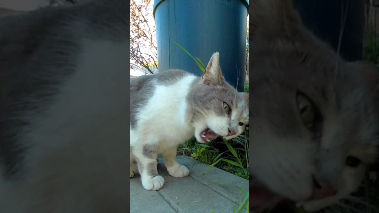 Когда узнали, что микрозелень в тренде  #cat #кошка #kedi #котики #straycats #микрозелень