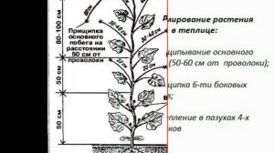 Правильное прищипывание огурца