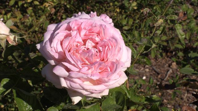 Роза чайно-гибридная Муриам, Питомник Роз Полины Козловой Rozarium.biz