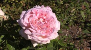 Роза чайно-гибридная Муриам, Питомник Роз Полины Козловой rozarium.biz