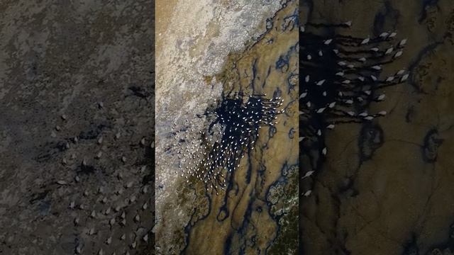 Пернатая абстракция. Журавли красавки. #short смотреть онлайн