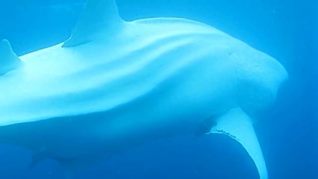 10 Observations Du Mégalodon Qui Pourraient Prouver Son Existence смотреть онлайн