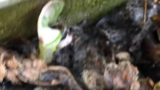 Tradescantias Spiderwort Fluminensis Lilac Though The Winterperiod смотреть онлайн