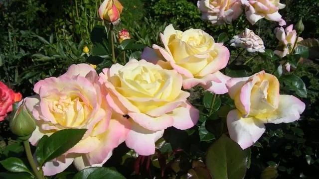 Роза Глория Дей (Gloria Dei) — описание плетистого сорта