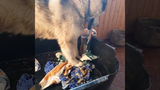 Роды собаки, роды Аляскинский маламут, подготовка гнезда, место для родов. смотреть онлайн