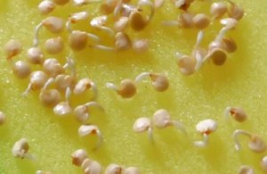 Хотите получить дружную и крепкую рассаду перца? Тогда замачиваем семена таким надежным способом.