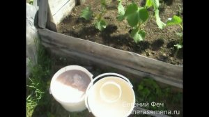 Подкормка огурцов