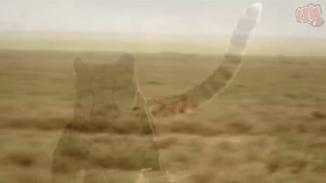 Мотивирующие видео про Мохаммеда Али смотреть онлайн